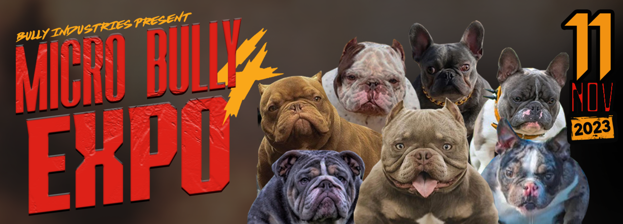 American Bullys 'clash' at first ever AFBR Bully Exhibition Show 2023 